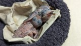 Junge Mauersegler, wie sie im sanierten Dach in Saarbrücken sich befinden könnten. Bild: Mauerseglerhilfe Apus e.V.