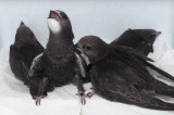 Juvenile (jugendliche) Mauersegler, Bild: Mauerseglerhilfe Apus e.V. 